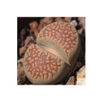 Dashing Look Lithops Villetii Ssp Deboeri Sukulent Tohumu TH-dshnglookthm024