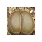Dashing Look Lithops Villetii Ssp Kennedyi Sukulent Tohumu TH-9154684654834