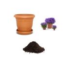 Dashing Look Mor Campanula Çiçeği Tohumu Ekim Seti TH-dshnllkset084