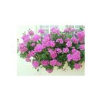 Dashing Look Sakız Sardunya Tohumu Pembe TH-987456315842