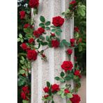 Dashing Look Sarmaşık Kırmızı Gül Tohumu / 5 Adet Tohum TH-thmcmthm397