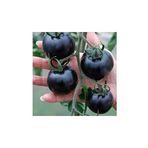 Dashing Look Siyah Domates Tohumu 5 Adet Tohum Black Tomato TH-8777963100513