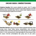 Day 10 Adet 10 Farklı Renk Cattleya Orkide Tohumu + 10 Adet Hediye K.renk Gerbera Çiçeği Tohumu Orkıdey009097