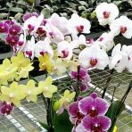 Day 10 Adet 10 Farklı Renk Phalaenopsis Orkide Tohumu + 10 Adet Hediye Gökkuşağı Gül Tohumu Orkıdey001157