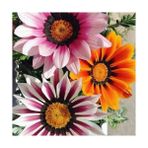 Day 10 Adet Karışık Renk Gazania Flower Çiçeği Tohumu + 10 Adet Hediye K.renk Primula Çiçek Tohumu - 20 Adet