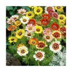 Day 10 Adet Karışık Renk Gazania Flower Çiçeği Tohumu + 10 Adet K.renk Fuchsia Çiçek Tohumu - 20 Adet