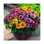 Day 10 Adet Karışık Renk Gazania Flower Çiçeği Tohumu + 10 Adet K.renk Papatya Çiçek Tohumu - 20 Adet