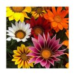 Day 10 Adet Karışık Renk Gazania Flower Çiçek Tohumu + 10 Adet K.renk Cennet Kuşu Çiçek Tohumu - 20 Adet