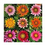 Day 10 Adet Karışık Renk Gazania Flower Çiçek Tohumu + 10 Adet K.renk Menekşe Çiçek Tohumu - 20 Adet