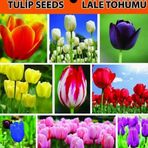 Day 10 Adet Karısık Renk Lale Cıcegı Tohumu + 10 Adet Hedıye Karısık Gul Cıcek Tohumu