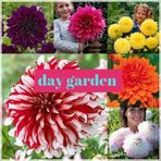 Day 10 ADET MOR BEYAZ GÜL ÇİÇEK TOHUMU + 10 ADET HEDİYE ORKİDE ÇİÇEĞİ TOHUMU
