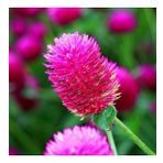 DAY 10 ADET PEMBE RENK MEDİNE ÇİÇEĞİ TOHUMU + 10 ADET HEDİYE KARIŞIK GÜL ÇİÇEK TOHUMU