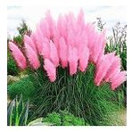 DAY 10 ADET PEMBE RENK PAMPAS ÇİÇEK TOHUMU + 10 ADET HEDİYE KARIŞIK RENK GÜL TOHUMU
