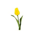 Day 10 Adet Sarı Renk Lale Çiçeği Tohumu + 10 Adet Hediye Hollanda Gülü Çiçek Tohumu DTLALE0000229