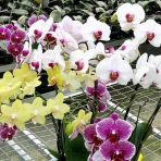Day 100 Adet 10 Farklı Renk Cattleya Orkide Tohumu + 10 Adet Hediye K.renk Gerbera Çiçeği Tohumu Orkıde0009000