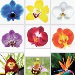 Day 100 Adet 10 Farklı Renk Cattleya Orkide Tohumu + 10 Adet Hediye K.renk Gerbera Çiçeği Tohumu Orkıdey009108