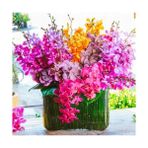 Day 100 Adet 10 Farklı Renk Oncidium Orkide Tohumu + 10 Adet Hediye K.renk Buz Çiçeği Tohumu - 110 Adet