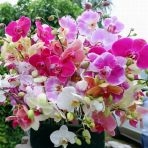Day 100 Adet 10 Farklı Renk Phalaenopsis Orkide Tohumu + 10 Adet Hediye K.renk Gerbera Çiçeği Tohumu Orkıdey009196