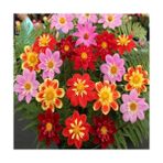 Day 100 Adet Karışık Renk Gazania Çiçek Tohumu + 10 Adet K.renk Kalp Kalbe K. Çiçeği Tohumu - 110 Adet