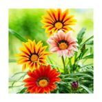 Day 100 Adet Karışık Renk Gazanya Çiçeği Tohumu + 10 Adet K.renk Fuchsia Çiçek Tohumu - 110 Adet