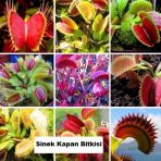 Day 100 Adet Sinek Kapan Etobur Bitki Tohumu + 10 Adet Hediye Starliçe Çiçek Tohumu Sınekbıt10197