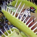 Day 100 Adet Venüs Fly Trap Sinek Kapan Bitkisi Tohumu + 10 Adet Starliçe Çiçek Tohumu Dtsıne0010377
