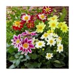 Day 100'lü Karışık Renk Gazania Flower Çiçeği Tohumu + 10'lu Kırmızı Gül Çiçek Tohumu - 110 Adet