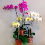 Day 25 Adet 10 Farklı Renk Oncidium Orkide Tohumu + 10 Adet Hediye Gökkuşağı Gül Tohumu Orkıdey001394