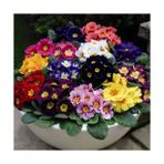 Day 25 Adet Karışık Renk Çiçek Primula Flower Tohumu + 10 Adet Süs Yoncası Çiçek Tohumu - 35 Adet