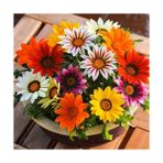 Day 25 Adet Karışık Renk Gazania Flower Çiçeği Tohumu + 10 Adet Hediye K.renk Primula Çiçek Tohumu - 35 Adet