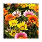 Day 25 Adet Karışık Renk Gazania Flower Çiçeği Tohumu + 10 Adet Hollanda Gülü Çiçek Tohumu - 35 Adet