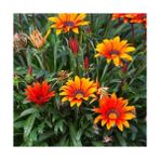 Day 25 Adet Karışık Renk Gazania Flower Çiçeği Tohumu + 10 Adet K.renk Çuha Çiçek Tohumu - 35 Adet
