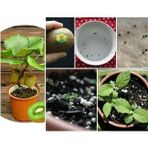 Day 25 Adet Mini Bodur Tailand Kivi Tohumu + 10 Adet Hediye Karışık Renk Gül Çiçek Tohumu