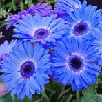 Day 25 ADET SARI RENK Gerbera Çiçeği Tohum + 10 ADET HEDİYE Karışık Renk LALE Çiçek TOHUMU