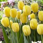 Day 25 Adet Sarı Renk Lale Çiçeği Tohumu + 10 Adet Hediye Hollanda Gülü Çiçek Tohumu Dtlale0000254