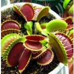 DAY 25 Adet Venüs Fly Trap Sinek Kapan Bitkisi Tohumu + 10 ADET Cennet Kuşu Çiçek Tohumu