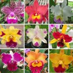 Day 50 Adet 10 Farklı Renk Cattleya Orkide Tohumu + 10 Adet Hediye K.renk Gerbera Çiçeği Tohumu Orkıde0009119