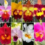 Day 50 Adet 10 Farklı Renk Oncidium Orkide Tohumu + 10 Adet Hediye Gökkuşağı Gül Tohumu Orkıdey001435