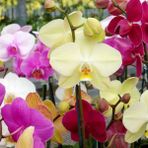 DAY 50 Adet 10 FARKLI Renk Oncidium Orkide Tohumu + 10 Adet HEDİYE K.RENK BUZ Çiçeği Tohumu