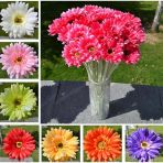 Day 50 Adet 10 Farklı Renk Orkide Çiçek Tohumu + 10 Adet Hediye K.renk Gerbera Çiçeği Tohumu Orkıdey008843