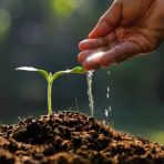 Day 50 Adet 10 Farklı Renk Orkide Çiçek Tohumu + 10 Adet Hediye K.renk Gerbera Çiçeği Tohumu Orkıdey008847