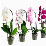 DAY 50 Adet 10 FARKLI Renk Phalaenopsis Orkide Tohumu + 10 Adet HEDİYE K.RENK BUZ Çiçeği Tohumu