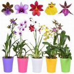 Day 50 Adet 10 Farklı Renk Phalaenopsis Orkide Tohumu + 10 Adet Hediye K.renk Gerbera Çiçeği Tohumu Orkıdey009183