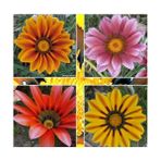 Day 50 Adet Karışık Renk Gazania Flower Çiçeği Tohumu + 10 Adet K.renk Küpe Çiçek Tohumu - 60 Adet