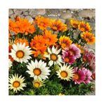 Day 50 Adet Karışık Renk Gazania Flower Çiçeği Tohumu + 10 Adet K.renk Papatya Çiçek Tohumu - 60 Adet