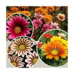Day 50 Adet Karışık Renk Gazanya Çiçeği Tohumu + 10 Adet K.renk Gerbera Çiçek Tohumu - 60 Adet