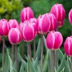Day 50 Adet Pembe Renk Lale Cıcegı Tohumu + 10 Adet Hedıye Karısık Gul Cıcek Tohumu