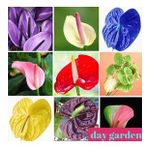 DAY GARDEN 10 ADET 10 FARKLI RENK KARIŞIK ANTORYUM ÇİÇEĞİ TOHUMU + 10 ADET HEDİYE GÜL ÇİÇEK TOHUMU