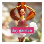 DAY GARDEN 10 ADET BALERİN ORKİDE ÇİÇEK TOHUMU + 10 ADET HEDİYE GÜL TOHUMU ŞOK FİYAT