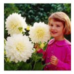 DAY GARDEN 10 ADET BEYAZ DAHLİA ÇİÇEĞİ TOHUMU + 10 ADET HEDİYE KARIŞIK GÜL ÇİÇEK TOHUMU